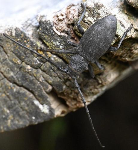 Morimus asper